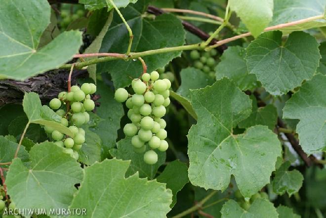 Jak zrobić wino z ogrodowych winogron?
