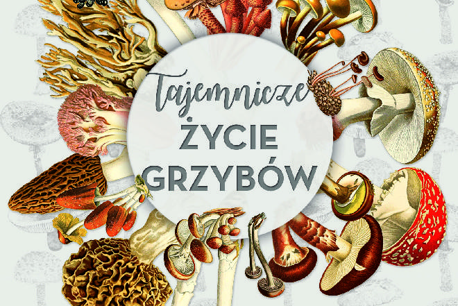 Witajcie na planecie grzybów! Roberta Hofrichter